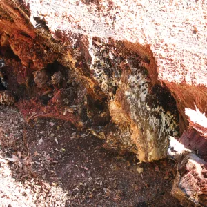 Oak Tree Removal