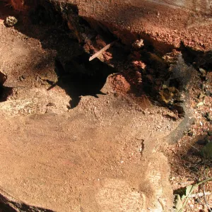 Oak Tree Removal