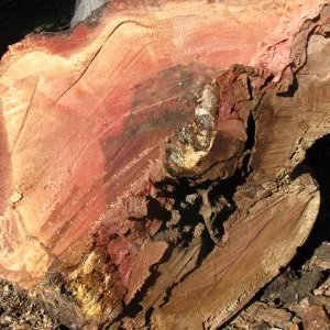 Oak Tree Removal