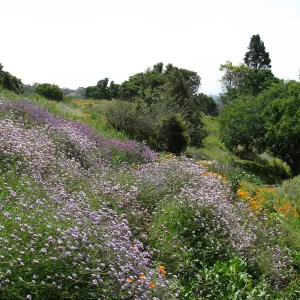 Verbena lilicina on Porter Trail