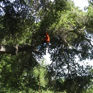 Vegetation Clearing