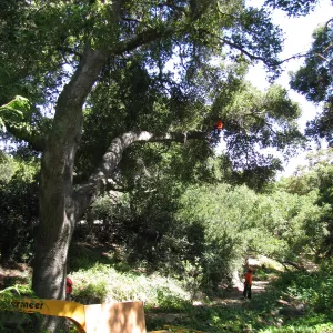 Vegetation Clearing