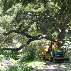 Vegetation Clearing