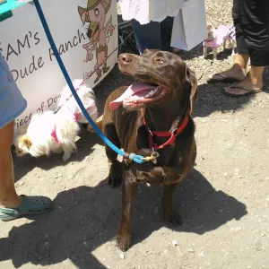 Doggie Bagel Brunch 2009
