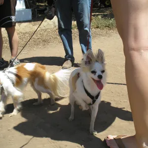Doggie Bagel Brunch 2009