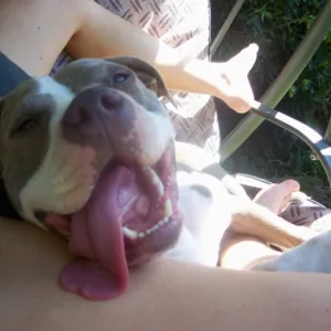 Doggie Photo Contest