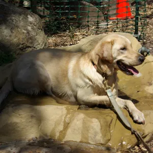 Doggie Bagel Brunch 2009, dog fountain, dog water basin, Meadow Oaks