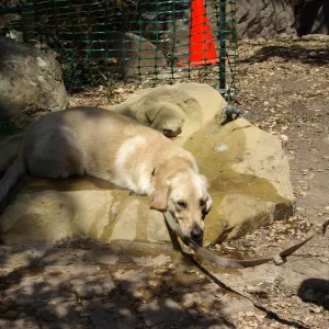 Doggie Bagel Brunch 2009, dog fountain, dog water basin, Meadow Oaks