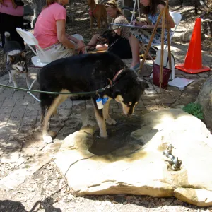 Doggie Bagel Brunch 2009