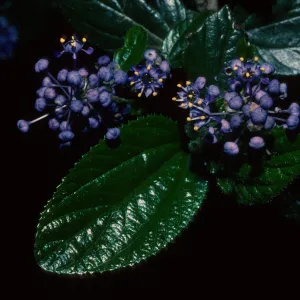 Plants of California Slide Show scans by Mad Systems (Disc 1)