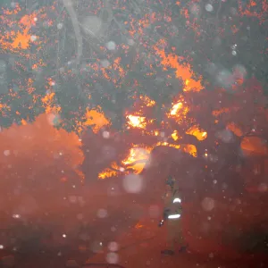 Jesusita Fire in the Garden, taken by a firefighter during the firestorm at SBBG
