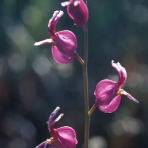 beautiful jewel flower, Garden CPC plant
