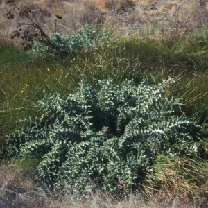 Cirsium fontinale var. obispoense, Chorro Creek bog thistle, Garden CPC plant
