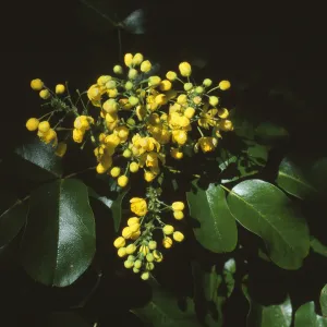 Berberis pinnata ssp. insularis, island barberry, Garden CPC plant