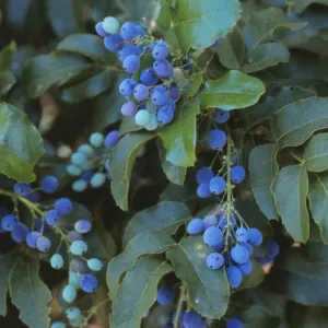 Berberis pinnata ssp. insularis, island barberry, Garden CPC plant