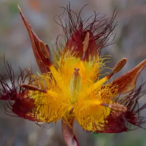 San Luis mariposa, Garden CPC plant