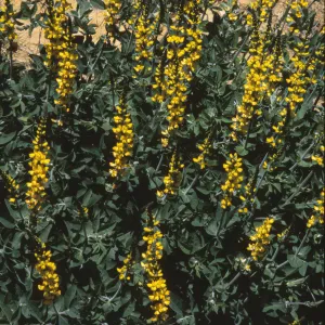 Thermopsis macrophylla, Santa Ynez false lupine, Garden CPC plant