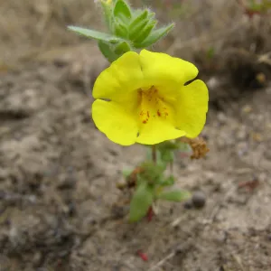 Vandenberg monkeyflower, Garden CPC plant