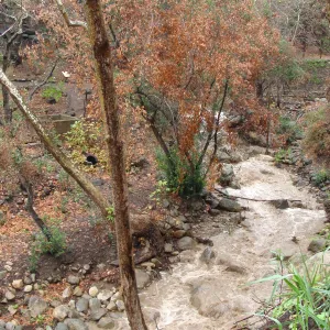 SBBG winter storm, January 2010, after Jesusita Fire