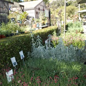 row of Salvias (Sage), SBBG Fall Plant Sale 2010 Sage