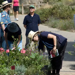 Tom Rhodes, SBBG VSR, visitors, plants with red 'SOLD' tags, SBBG Fall Plant Sale 2010