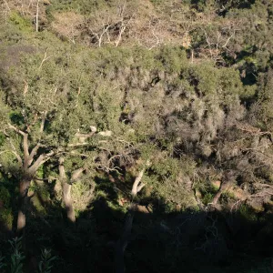 burned tree canopy, Tunnel Road along Pritchett Trail