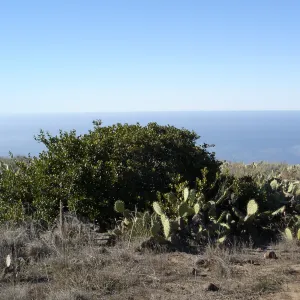 San Clemente Island, SBBG Research 2007