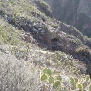 San Clemente Island, SBBG Research 2007