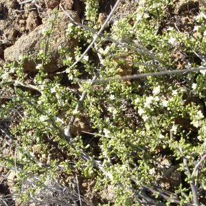 San Clemente Island, SBBG Research 2007