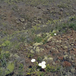 San Clemente Island, SBBG Research 2007
