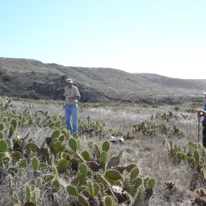 Malacothamnus clementinus population, San Clemente Island, SBBG Research 2007, Bob Muller and Steve Junak