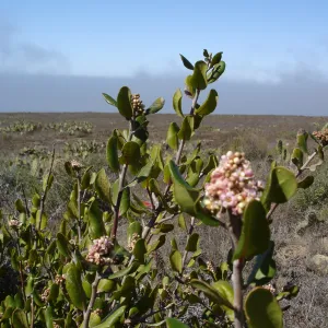 San Clemente Island, SBBG Research 2007