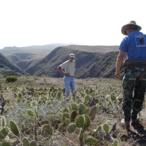 Malacothamnus clementinus population, San Clemente Island, SBBG Research 2007, Bob Muller and Steve Junak