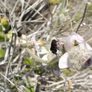 Malacothamnus clementinus, San Clemente Island, SBBG Research 2007