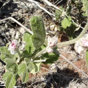 Malacothamnus clementinus, San Clemente Island, SBBG Research 2007
