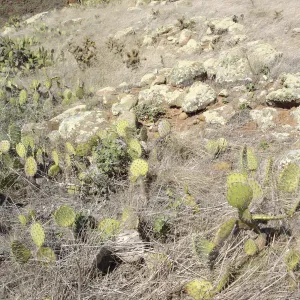 Malacothamnus clementinus population, San Clemente Island, SBBG Research 2007