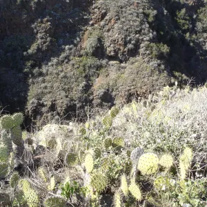 Malacothamnus clementinus population, San Clemente Island, SBBG Research 2007