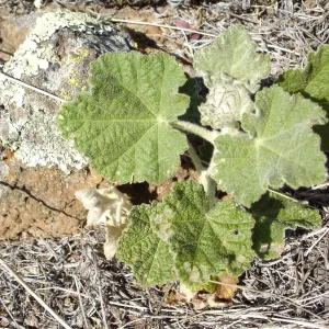 Malacothamnus clementinus, San Clemente Island, SBBG Research 2007