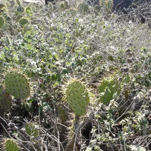 Malacothamnus clementinus, San Clemente Island, SBBG Research 2007