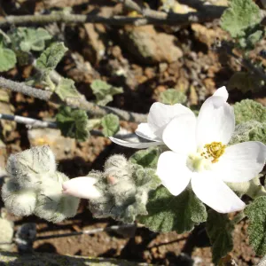 Malacothamnus clementinus, San Clemente Island, SBBG Research 2007
