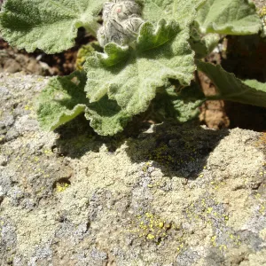 Malacothamnus clementinus, San Clemente Island, SBBG Research 2007