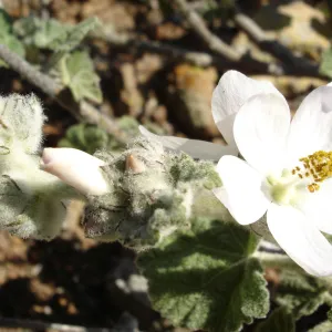 Malacothamnus clementinus, San Clemente Island, SBBG Research 2007