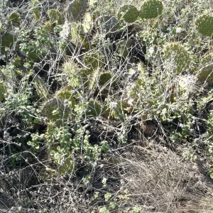 Malacothamnus clementinus, San Clemente Island, SBBG Research 2007