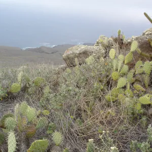 Malacothamnus clementinus population, San Clemente Island, SBBG Research 2007