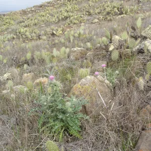 San Clemente Island, SBBG Research 2007