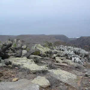 San Clemente Island, SBBG Research 2007