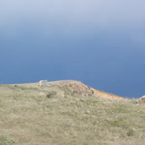 San Clemente Island, SBBG Research 2007