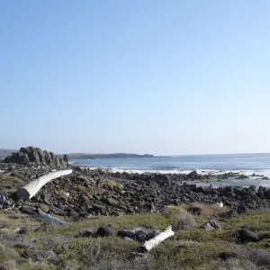 San Clemente Island, SBBG Research 2007