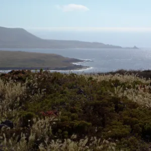 San Clemente Island, SBBG Research 2005
