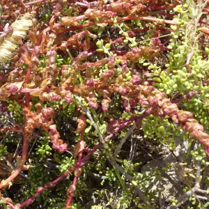 Aphanisma blitoides, San Clemente Island, SBBG Research 2005